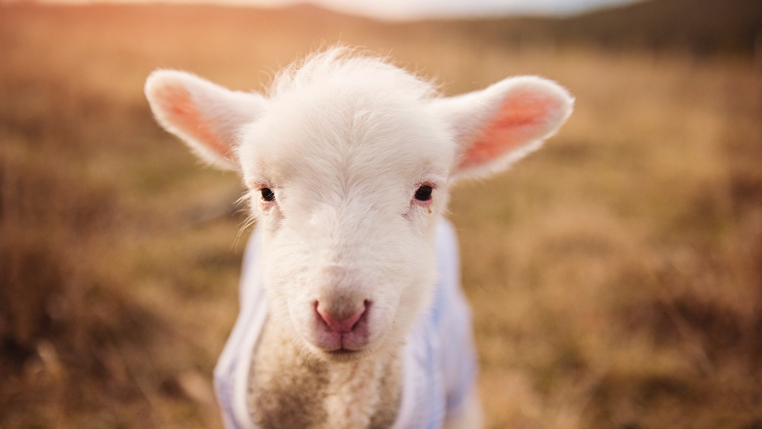 莱德基：从东京到多哈 始终如一，莱德基参加什么项目