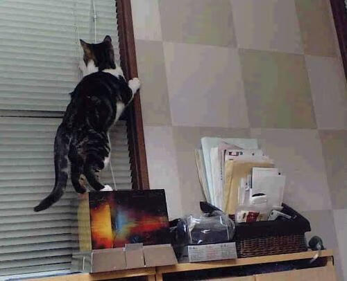 “帕布罗·马特拉：阿根廷美洲狮队的防守领袖与战术创新者”